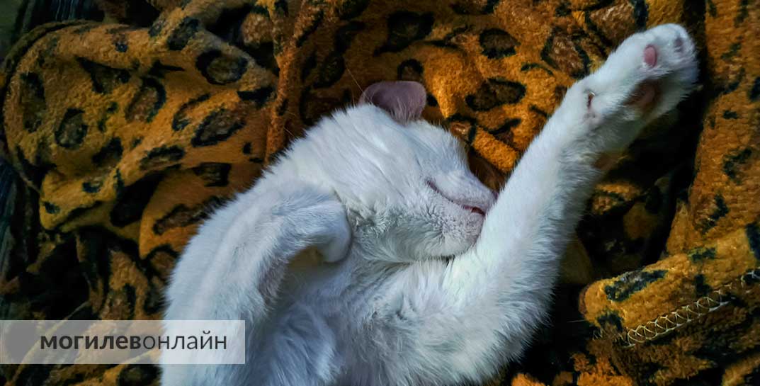 Ученые заявили, что шестичасовой сон опасен для жизни
