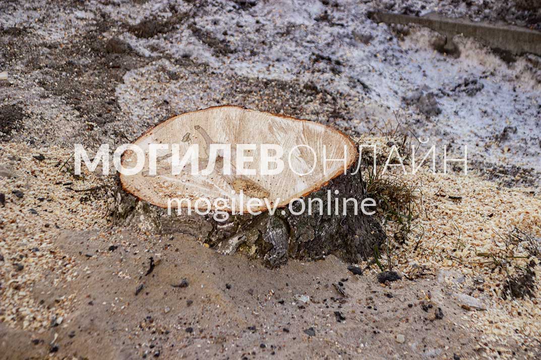 Вдоль Пушкинского проспекта удаляют деревья