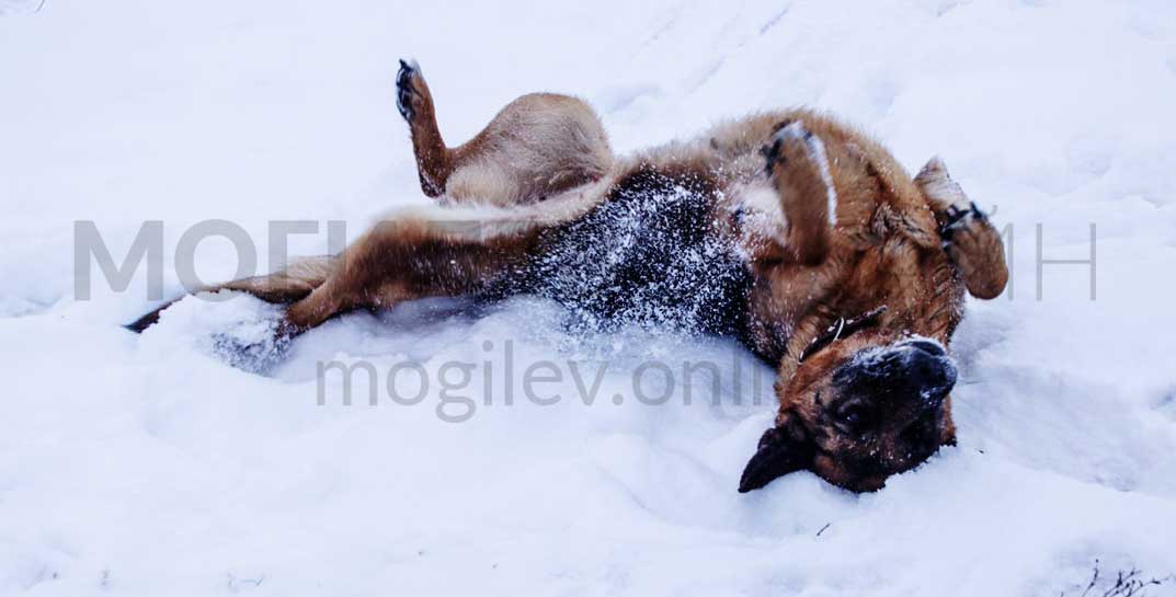 Как Могилев живет после праздников? Собаки веселятся, кошки распушили хвосты, а школьники все не могут нарадоваться снегу
