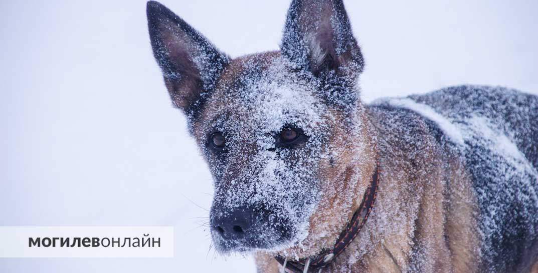 В Барановичах неравнодушные горожане помогли замерзающему псу — хозяин оставил друга на привязи в −17