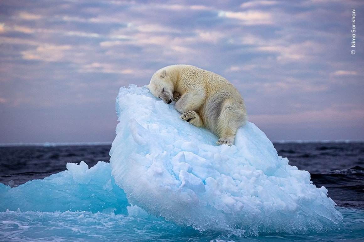 Спящий на льдине белый медведь