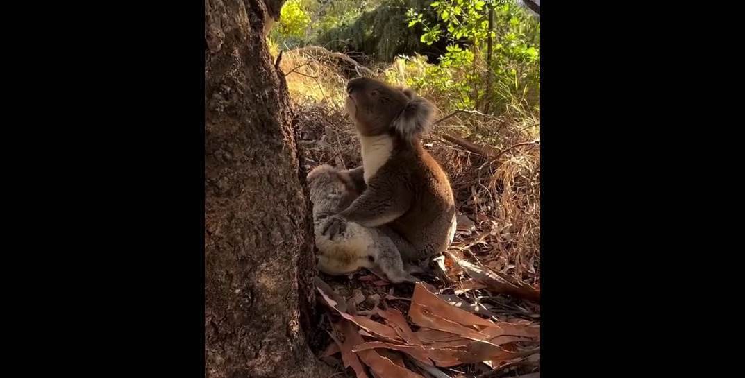 Душераздирающие кадры из Австралии: местный житель заснял на видео, как самец коалы плачет над умершей подругой
