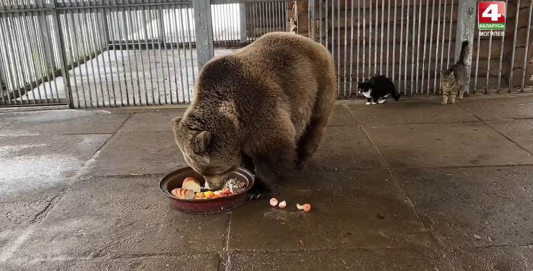 В Могилевском зоосаде после зимней спячки проснулся медведь Федор. Значит, скоро весна!