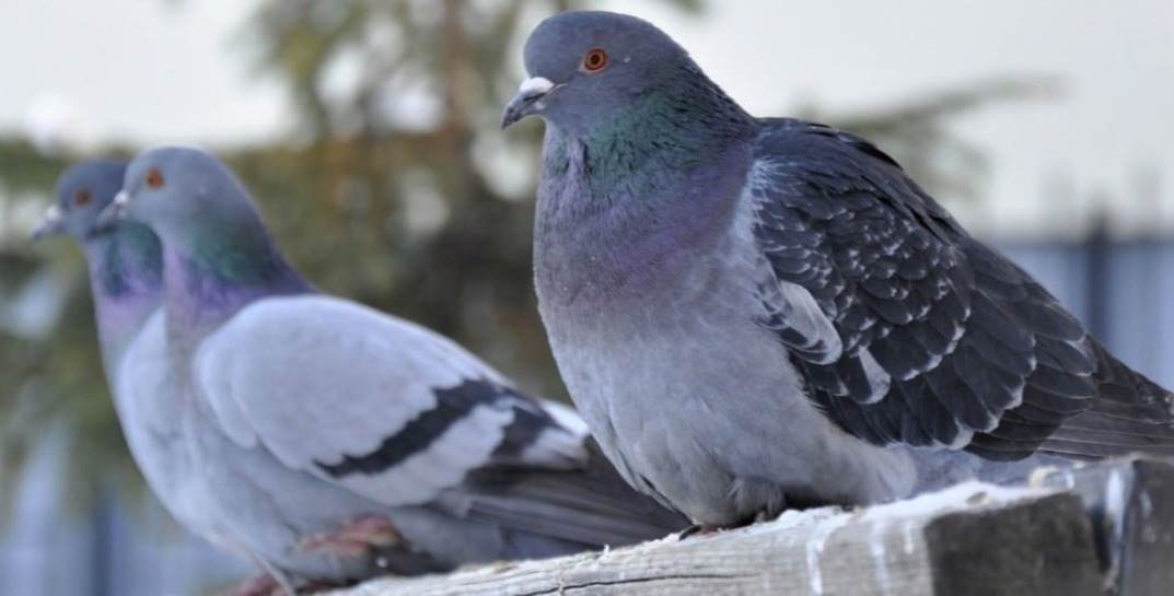 В Индии освободили голубя, который 8 месяцев провел за решеткой из-за подозрения в шпионаже