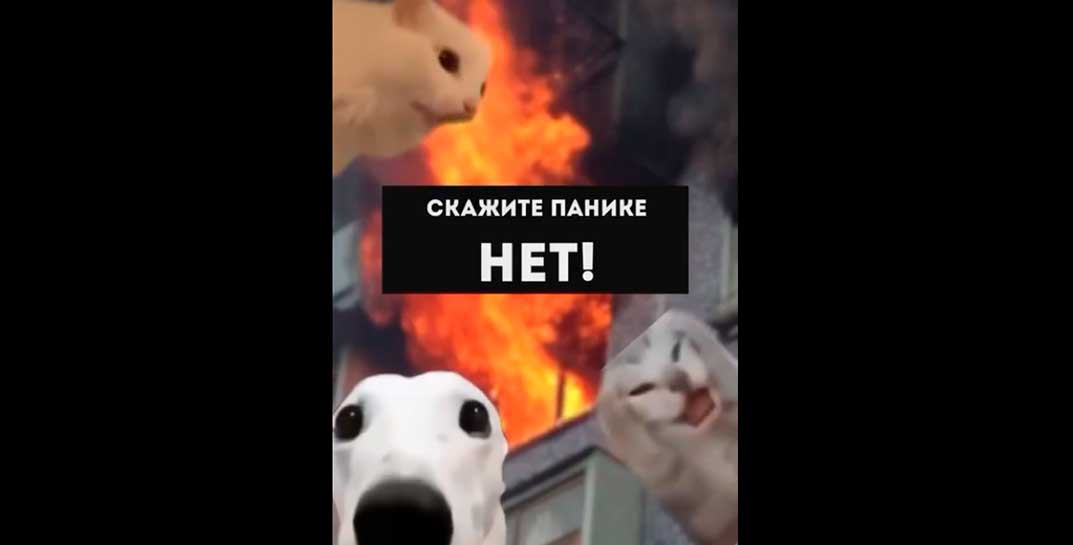 Какая прелесть! МЧС Беларуси выпустило видосик о правилах поведения при пожаре — главные герои мемные котики и собакены