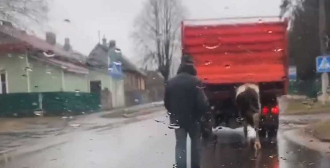 Без слез не глянешь: в Барановичах корова, которую везли на убой, сломала борт грузовика. Но сбежать ей не удалось
