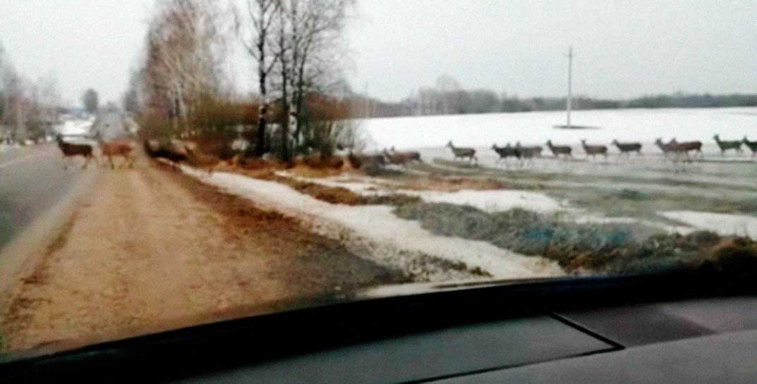 Посмотрите, какие красавцы замечены в Могилевском районе. И сколько!