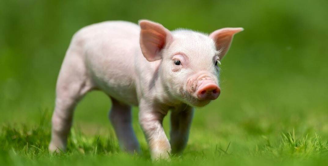 В Японии ученые клонировали свиней, органы которых можно пересаживать людям