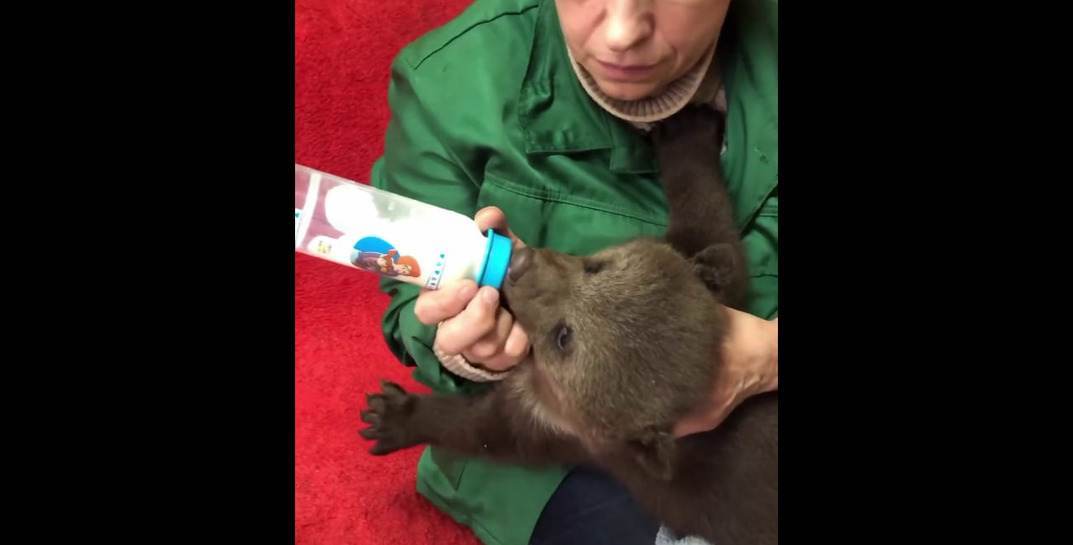 Минутка милоты. В Витебском зоопарке спасают двух оставшихся без мамы медвежат