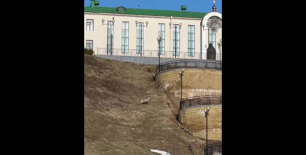В Могилеве по парку Подниколье бегала косуля