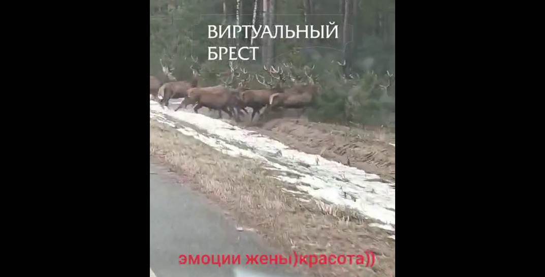 «А вдруг они в дерево ударятся?» Послушайте, как эмоционально реагирует белоруска, которая увидела стадо оленей на трассе