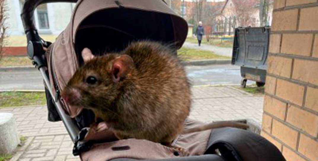 Солигорчанка обнаружила в коляске огромную крысу, которая полчаса бегала по ножкам дочки