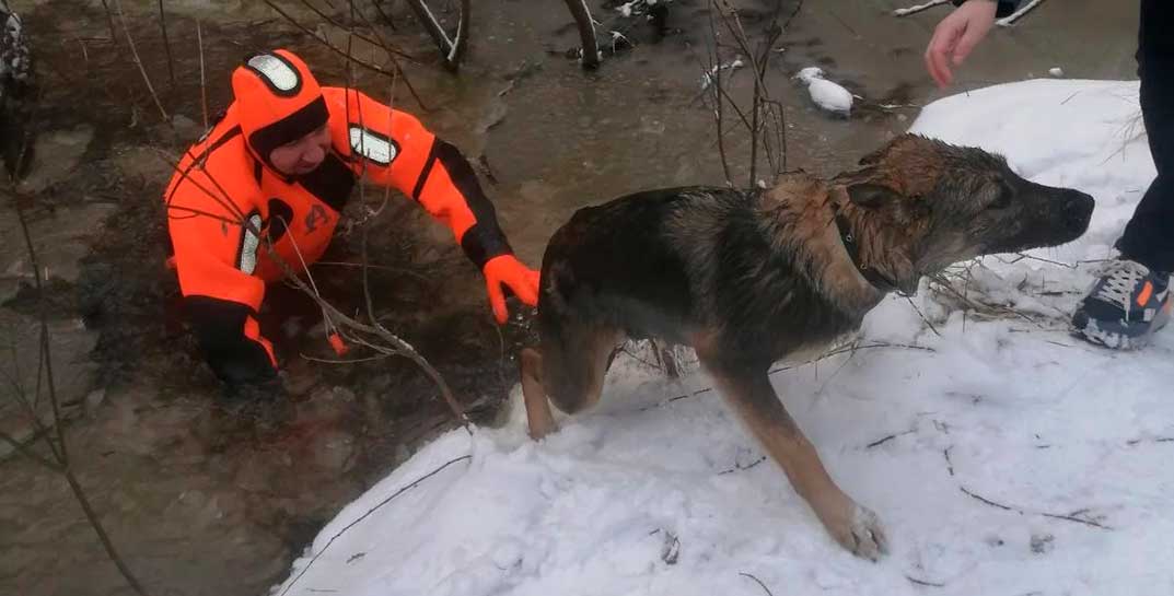 В Мозыре собака провалилась под лед и едва не погибла. На выручку пришли сотрудники ОСВОДа