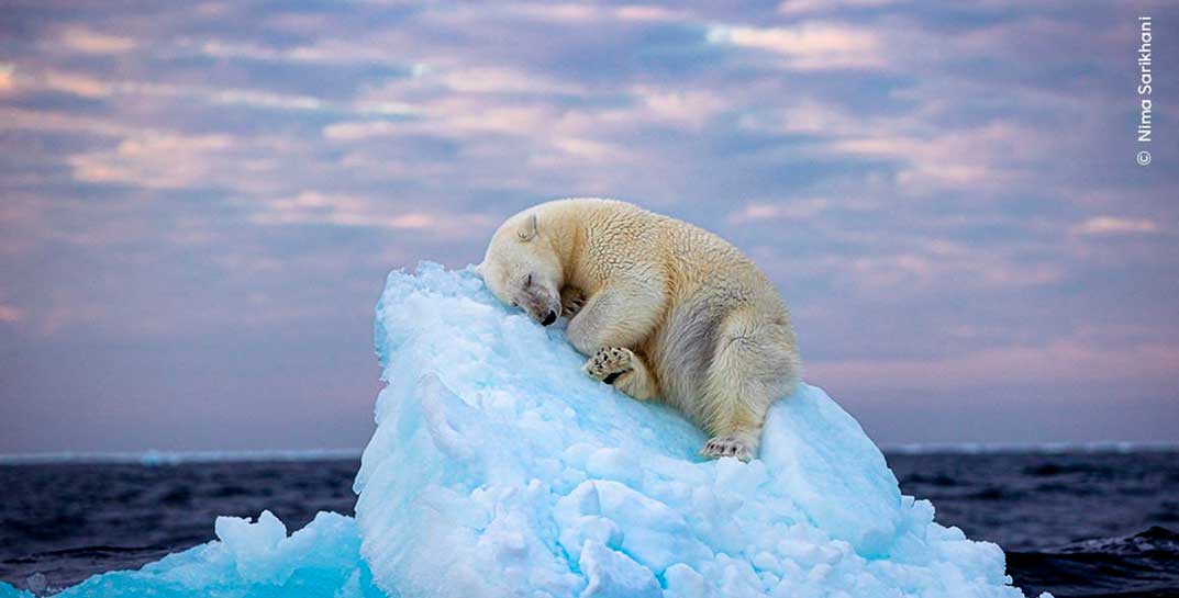 Отвлекитесь на минутку и посмотрите, как мило белый медведь спит на дрейфующей льдине. Этот снимок победил в голосовании на лучшее фото дикой природы
