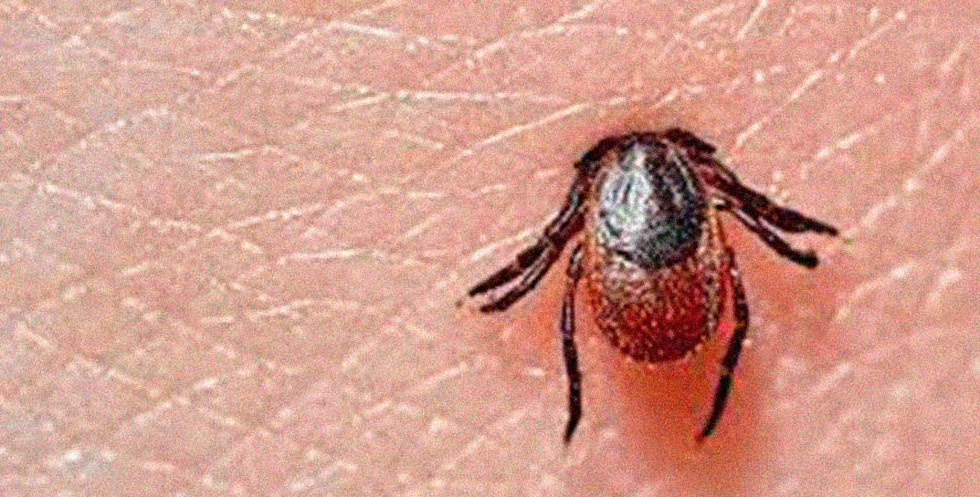 Давно не виделись — в Беларуси после зимней спячки проснулись клещи