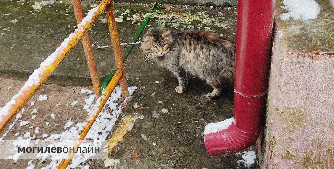 Зима заканчивается, но это не точно. Синоптики предупредили о похолодании до −10