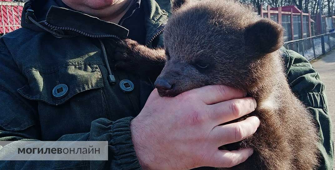 Медвежонка, который провел несколько дней без мамы, привезли из Витебского района в Могилевский зоосад