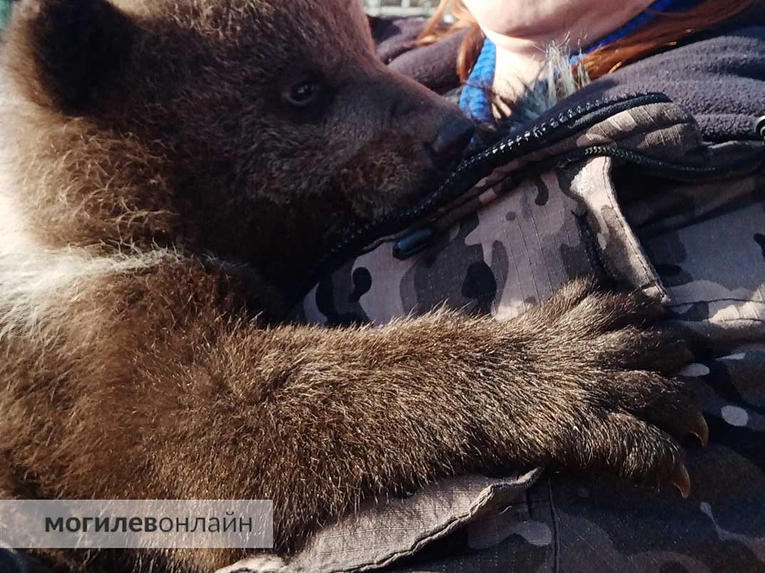 Медвежонка, который провел несколько дней без мамы, привезли из Витебского района в Могилевский зоосад
