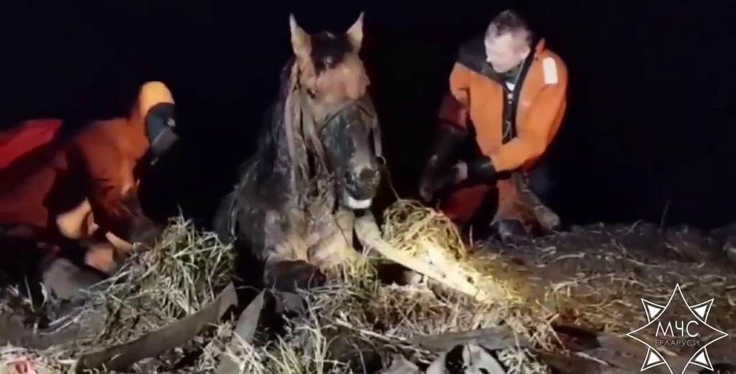 На Гродненщине работники МЧС спасли лошадь, которая увязла в болоте