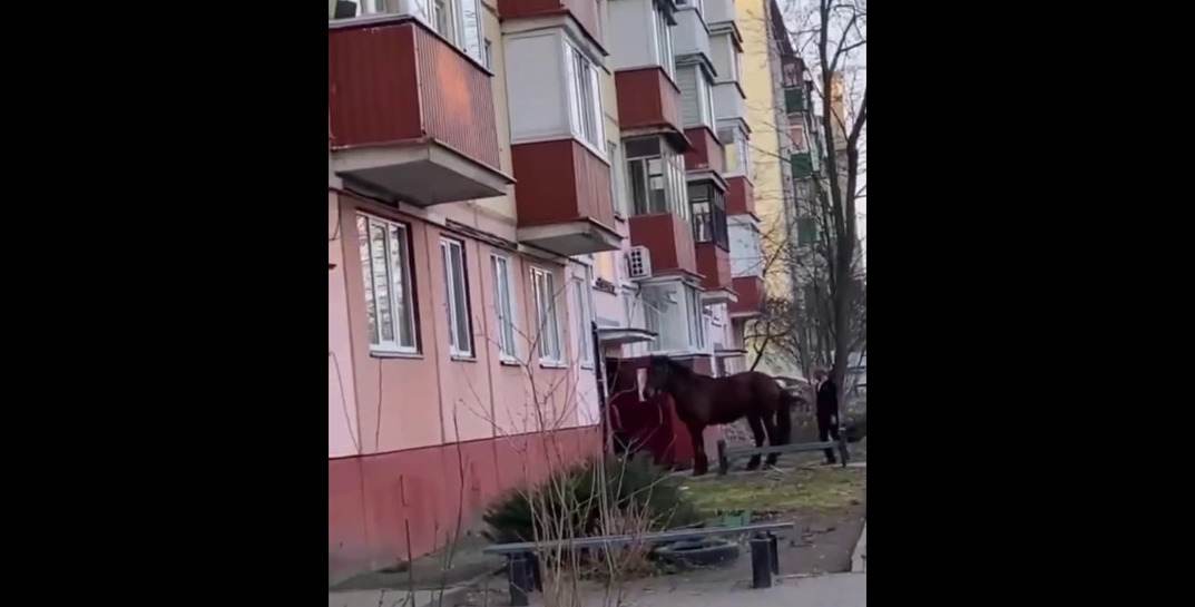 Белорус хотел сделать сюрприз сыну на день рождения и привел в многоэтажный дом коня
