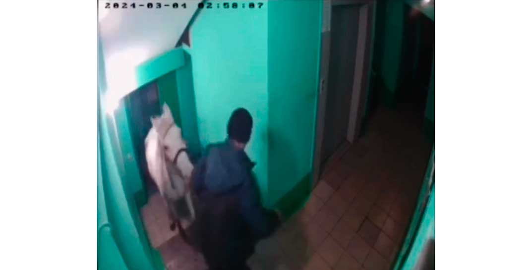 Житель Кемеровской области возомнил, что он принц на белом коне, и «прискакал» впечатлять возлюбленную прямо под дверь квартиры. Впечатлил?