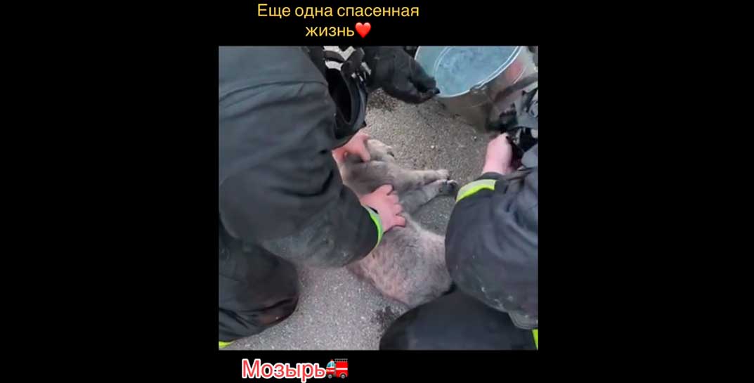 Посмотрите, как белорусские ребята-спасатели из Мозыря откачивали котика, который надышался дымом