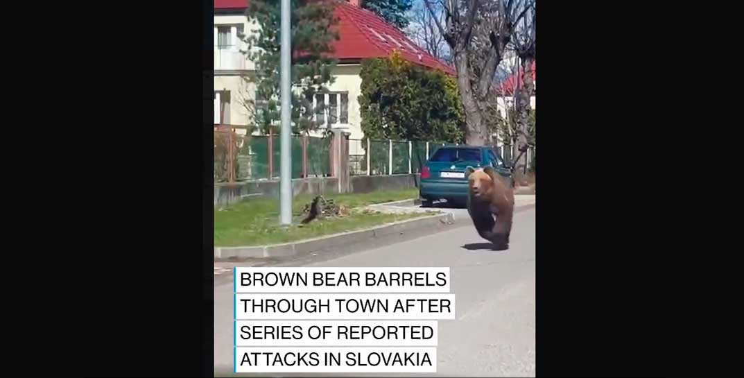 Медведя, который убил белоруску в Словакии, застрелили