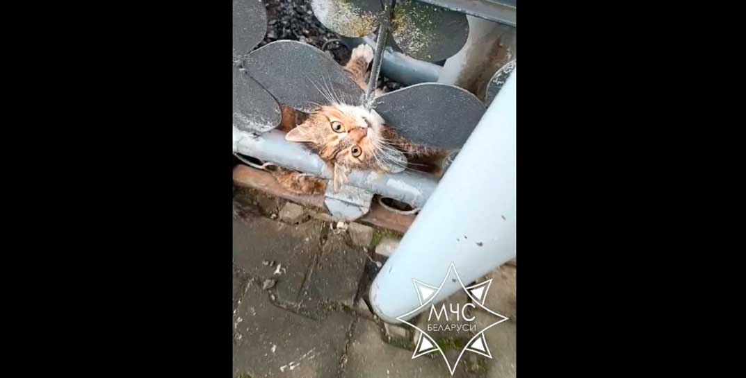 Белорусские спасатели показали, как спасали кота, застрявшего в воротах