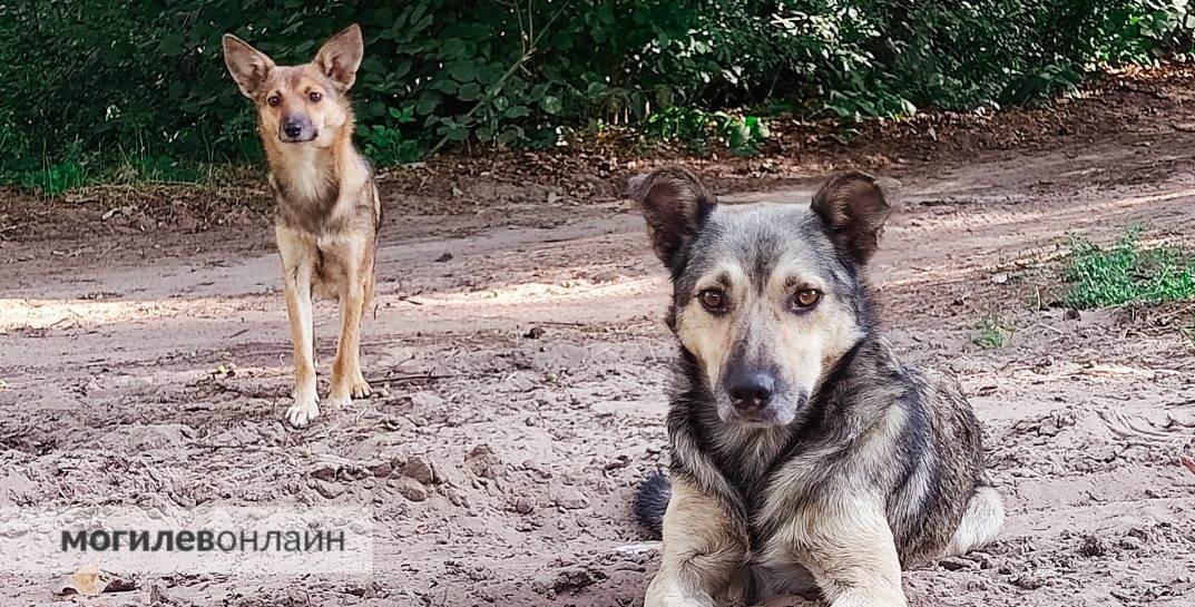 В Беларуси отказались от обязательного чипирования собак и кошек. Эксперт рассказал, почему