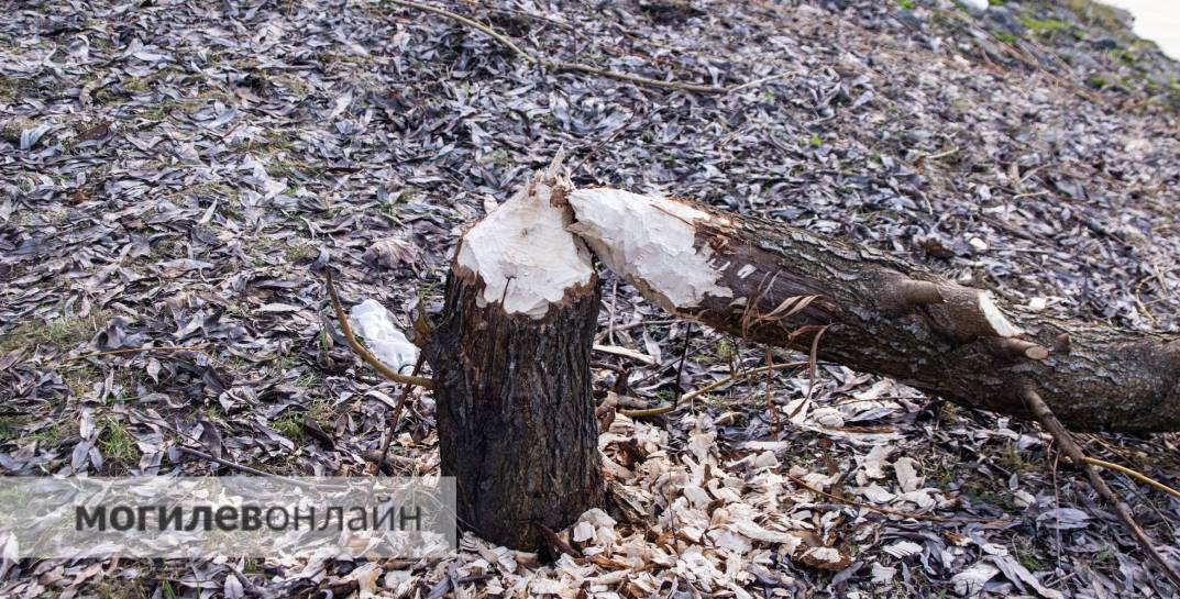 В Могилеве на набережной Дубровенки своя атмосфера: голодные бобры сгрызли десятки молодых деревьев