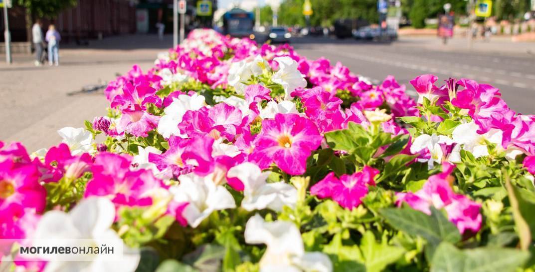 Этим летом улицы Могилева украсят 1,35 млн цветов — это намного больше, чем в прошлом году
