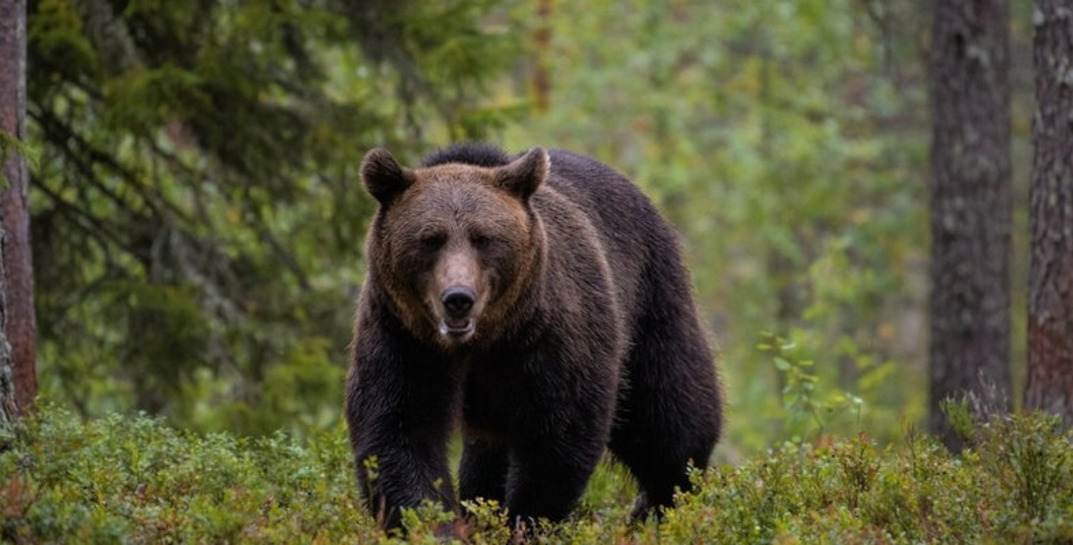 Белоруска погибла в Словакии из-за нападения медведя