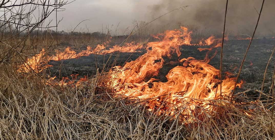 Белорусское МЧС показало, почему нельзя выжигать сухую траву