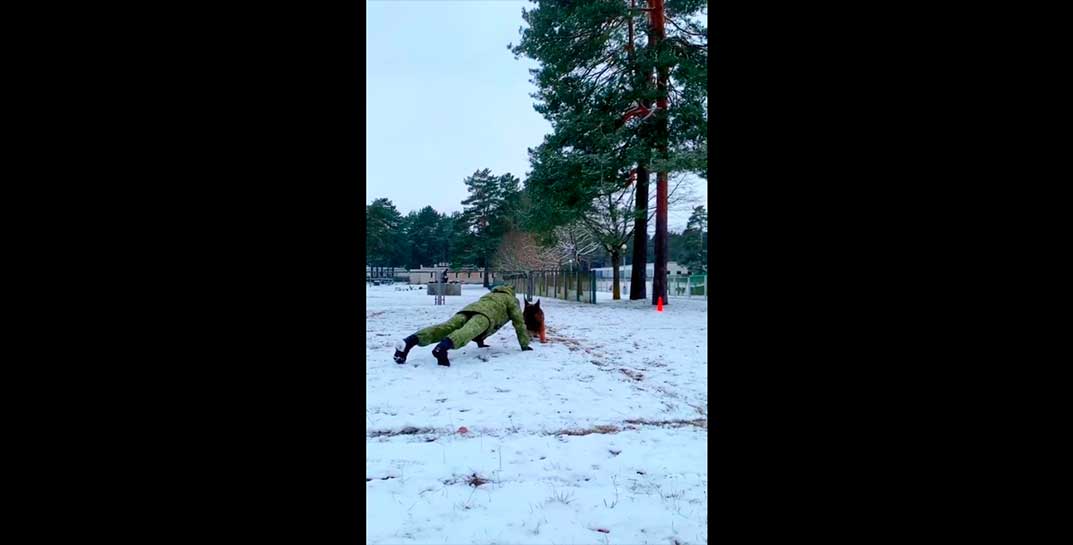 Уже полтора миллиона просмотров — сморгонские пограничники показали, как отжимаются… овчарки