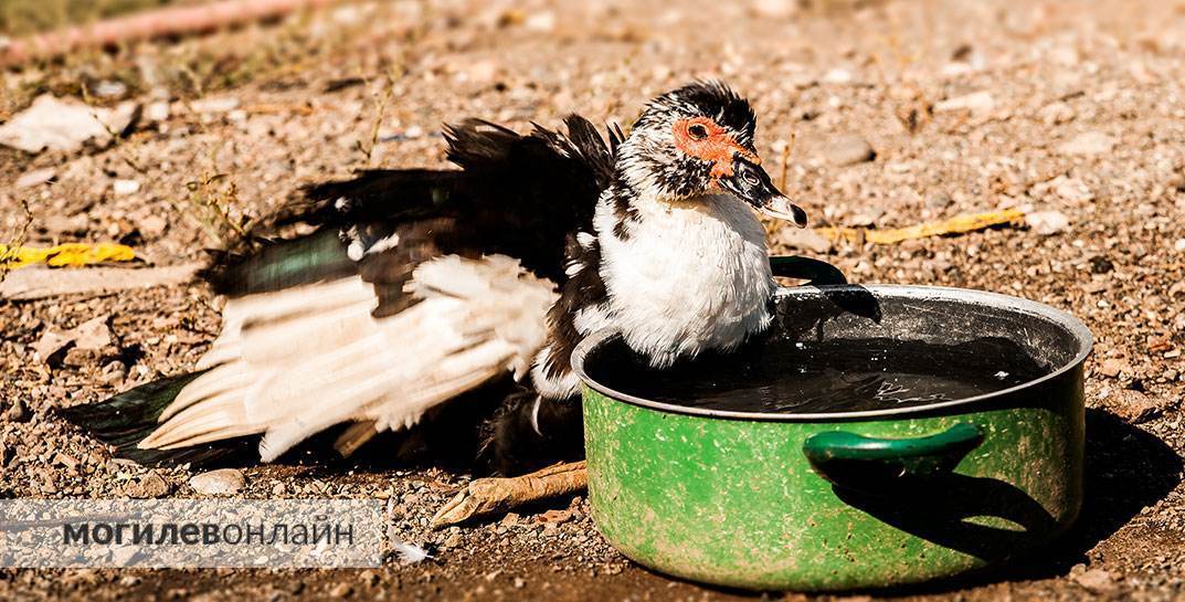 «Не отработала по целевому направлению, потому что разочаровалась в профессии» — с выпускницы аграрного вуза взыскали огромную сумму за обучение