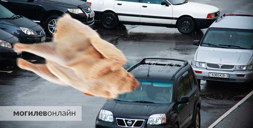 Белорусу разбила лобовое стекло… тушка курицы. Птицу швырнули с балкона, потому что она протухла