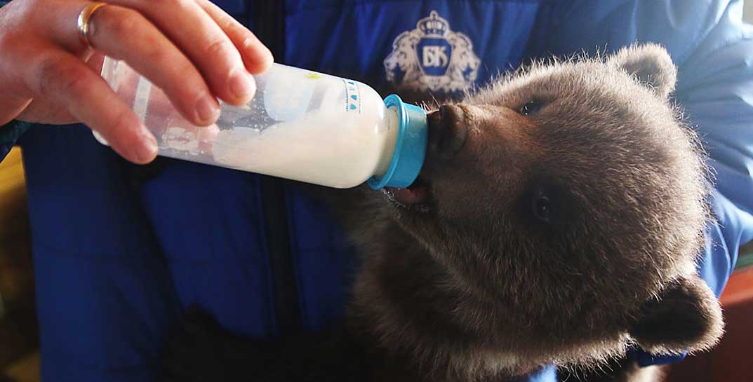 Компания «Бабушкина крынка» поздравила малютку-медвежонка с 8 марта и привезла ребенку… корзину молока!