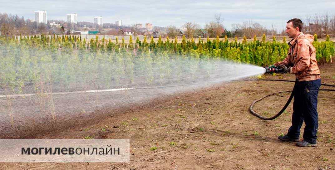 Сегодня в парке Подниколье «Могилевзеленстрой» трудится над высадкой «Зеленого лабиринта»