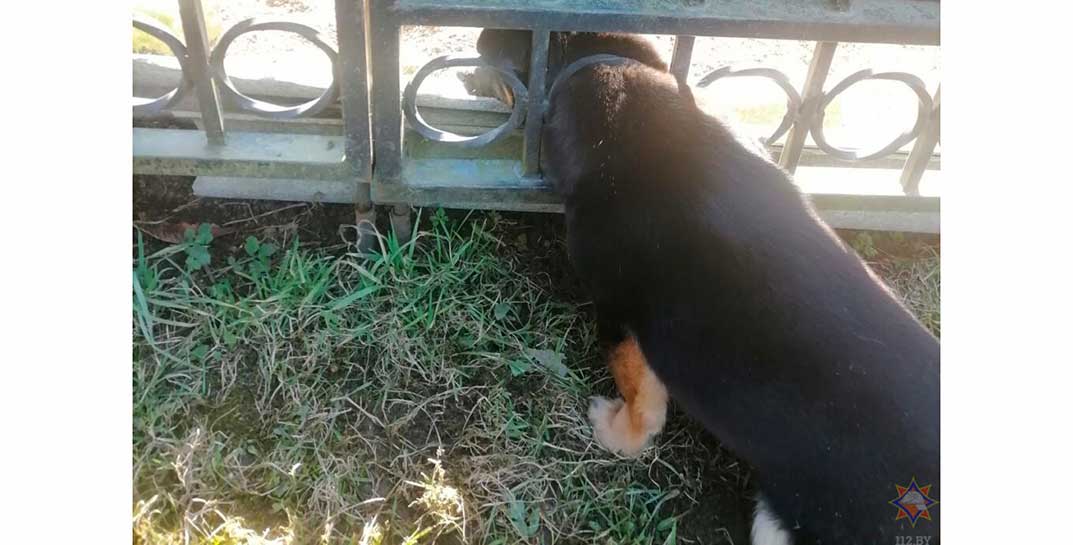 В Волковыске щенок застрял головой в металлическом заборе. Вызволять любопытную пленницу пришлось спасателям