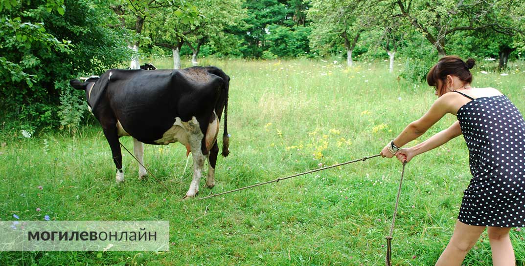 Мошенники добрались до крупного рогатого скота — белорус отдал почти 15 тысяч рублей за несуществующую корову