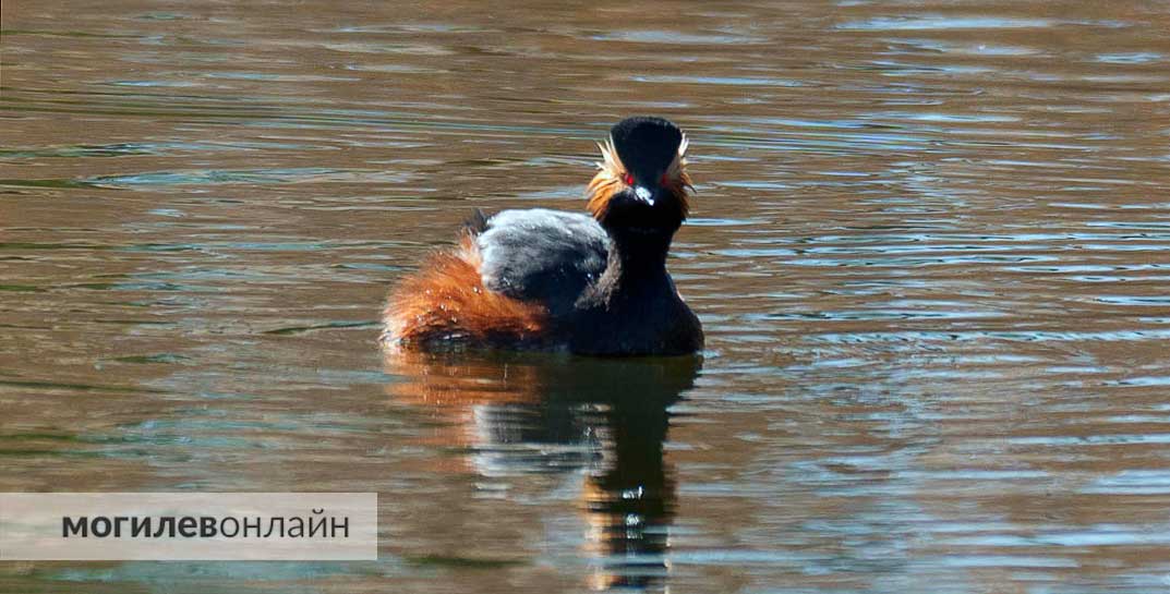 Природа в Могилеве снова удивляет — посмотрите на новых птиц, которые прилетели на Святое озеро. Это очень редкий для Беларуси вид