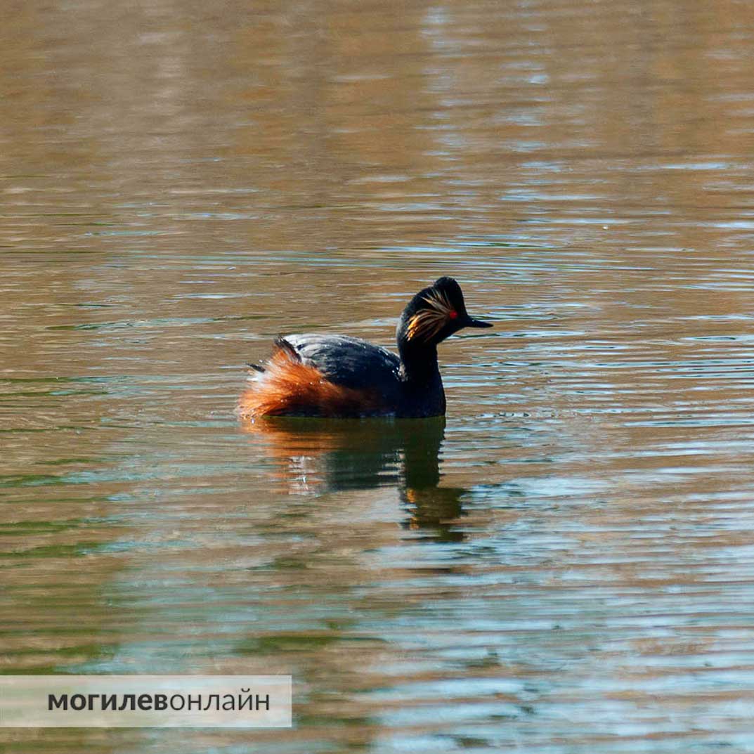 Природа в Могилеве снова удивляет — посмотрите на новых птиц, которые прилетели на Святое озеро. Это очень редкий для Беларуси вид