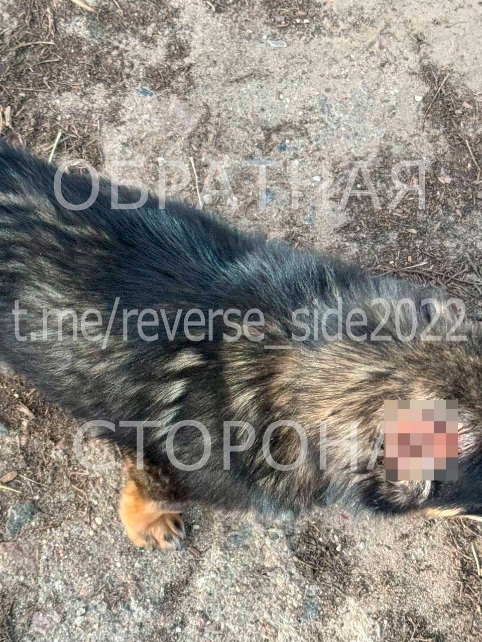 В Борисове живодер отрезал собаке уши