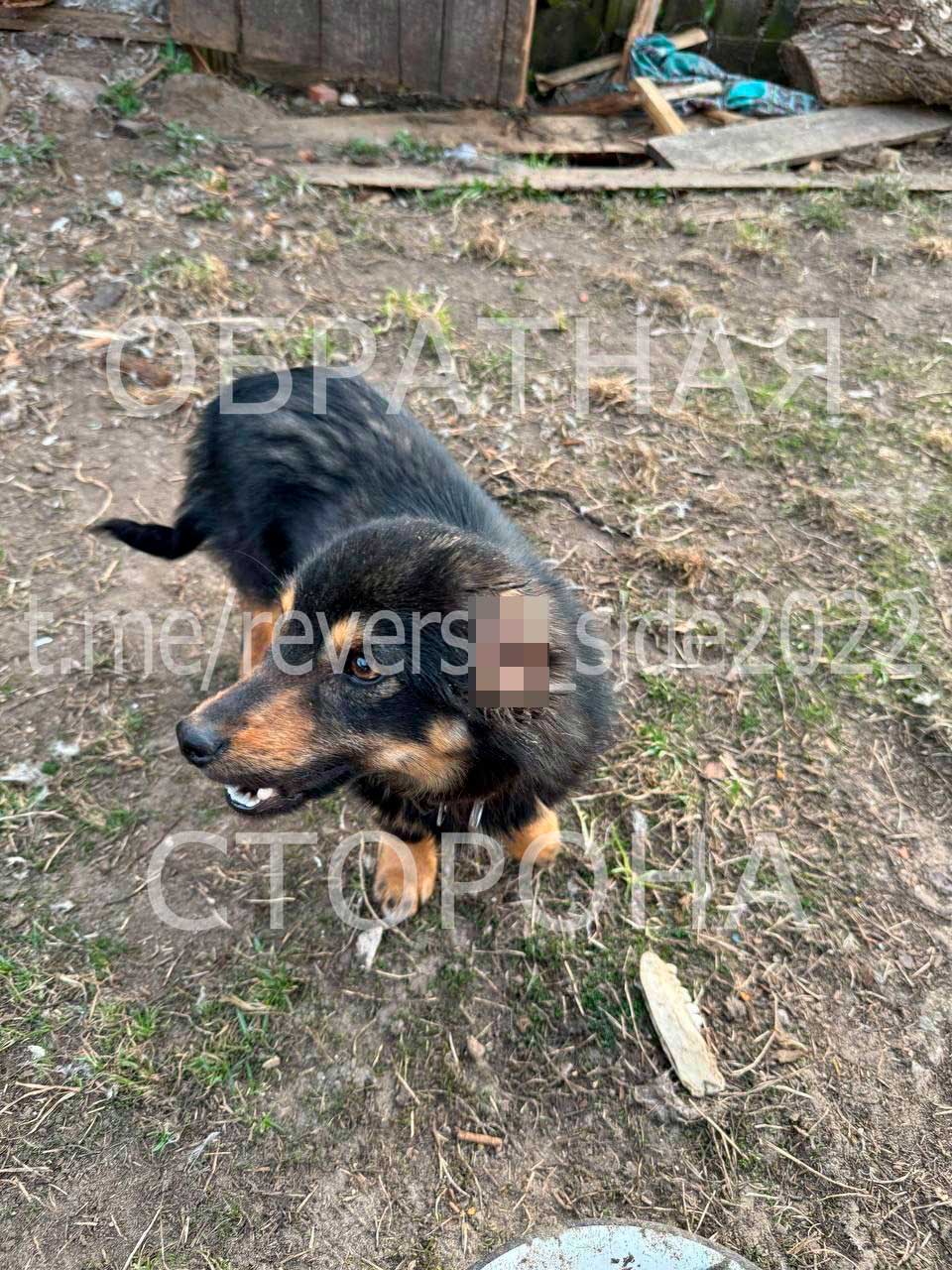 В Борисове живодер отрезал собаке уши