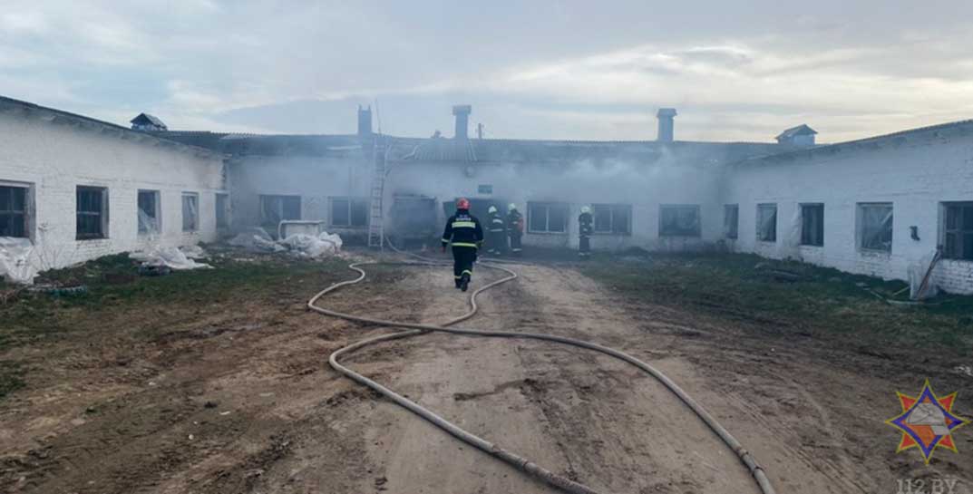 В Чаусском районе загорелась ферма — спасатели эвакуировали 170 буренок и ликвидировали пожар