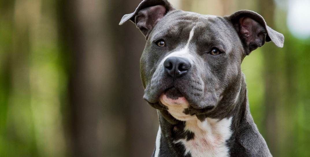 Постоянно лаяла. В Слуцке мужчина сбросил собаку знакомой с 4 этажа