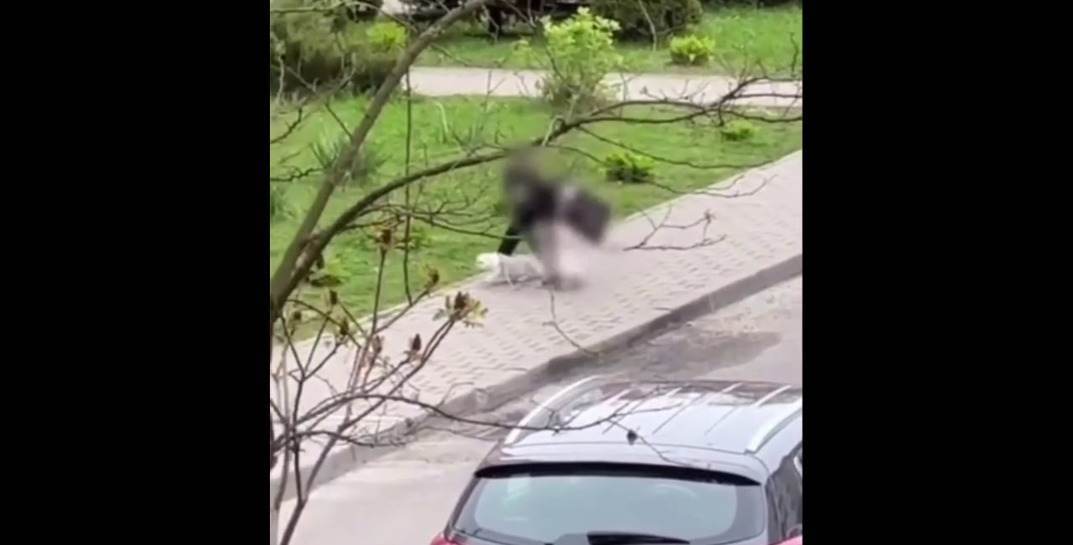 В Бресте ребенок выгуливал кота на поводке, резко дергал и тянул к себе — очевидец возмутился жестоким отношением к животному