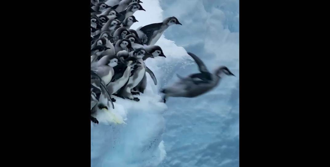 Отвлекитесь на минутку и посмотрите, как птенцы императорских плюхаются в воду с ледяной скалы. Таких кадров еще не было