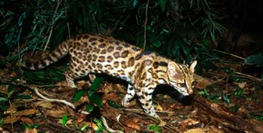 В Бразилии обнаружили новый вид диких кошек. Посмотрите, какие красивые