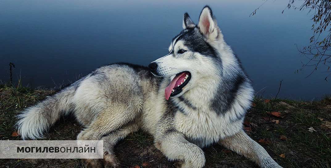 Областная санэпидстанция: «60% кошек и собак, которые покусали людей с начала года на Могилевщине, имели хозяев»